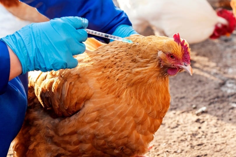 chicken vet._greenOlli_Shutterstock