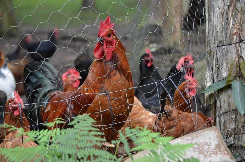 chicken wire fenced chickens