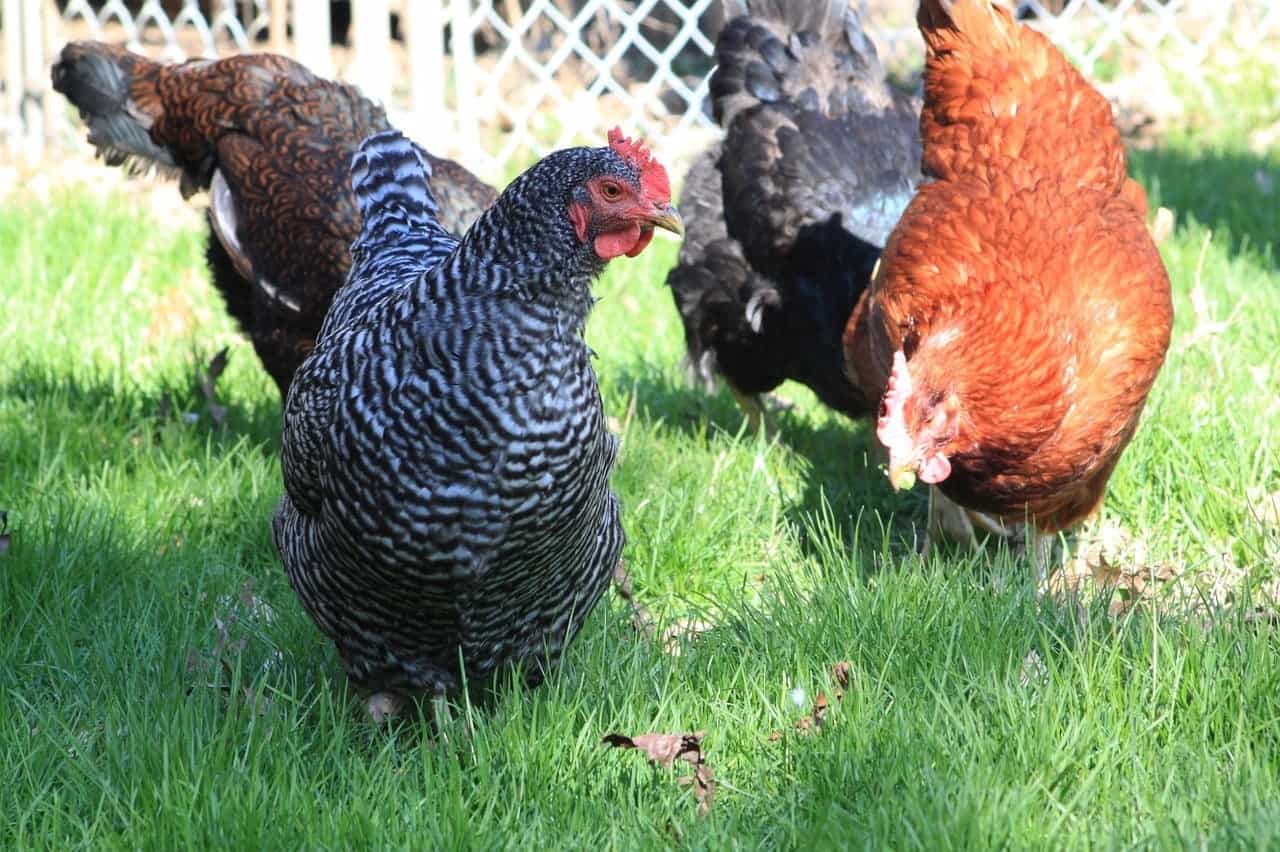 chicken with barred pattern