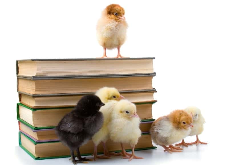 chickens and books