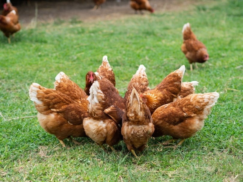 chickens circle_Suriyawut Suriya_Shutterstock
