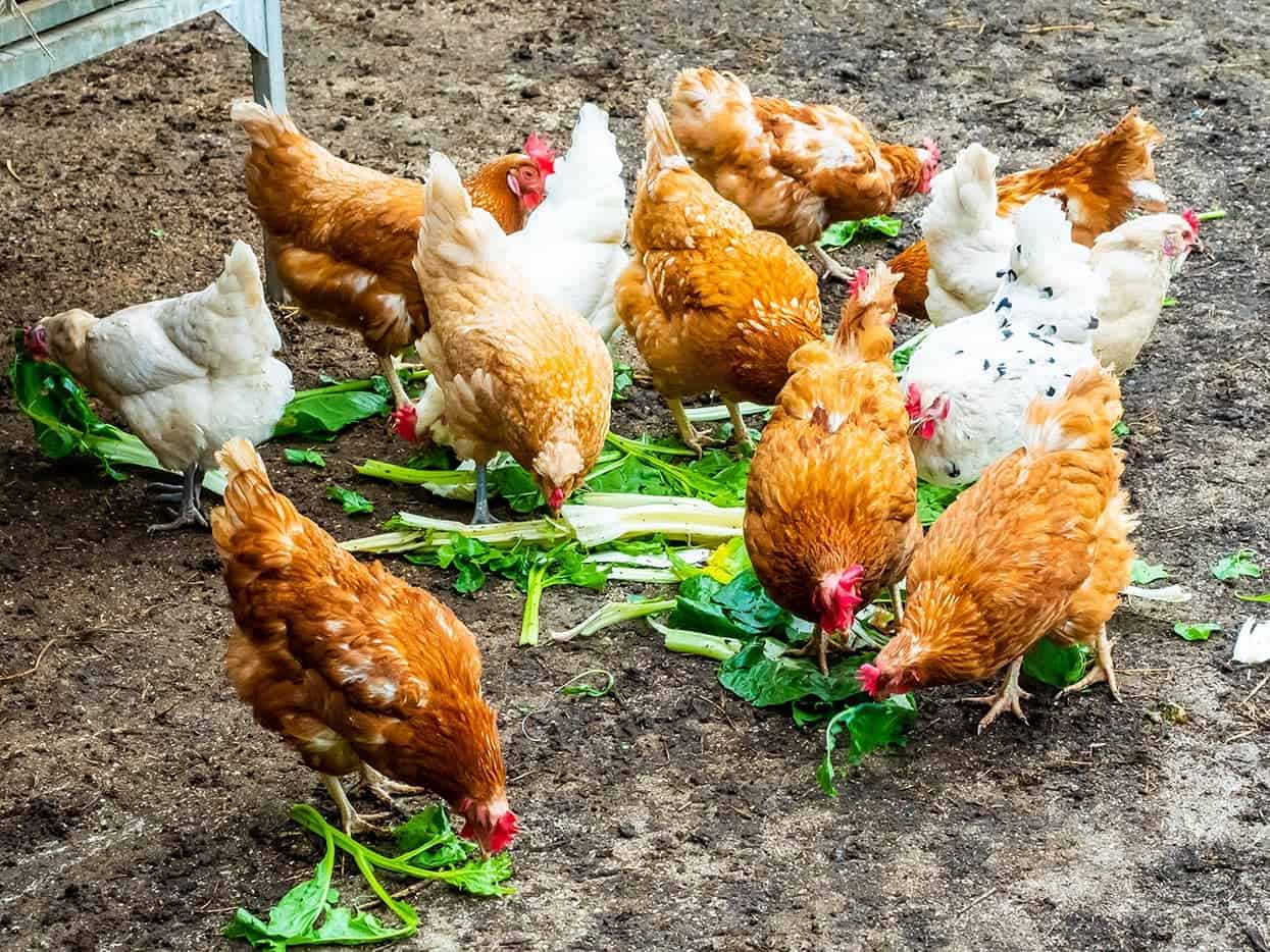 chickens eating veggies