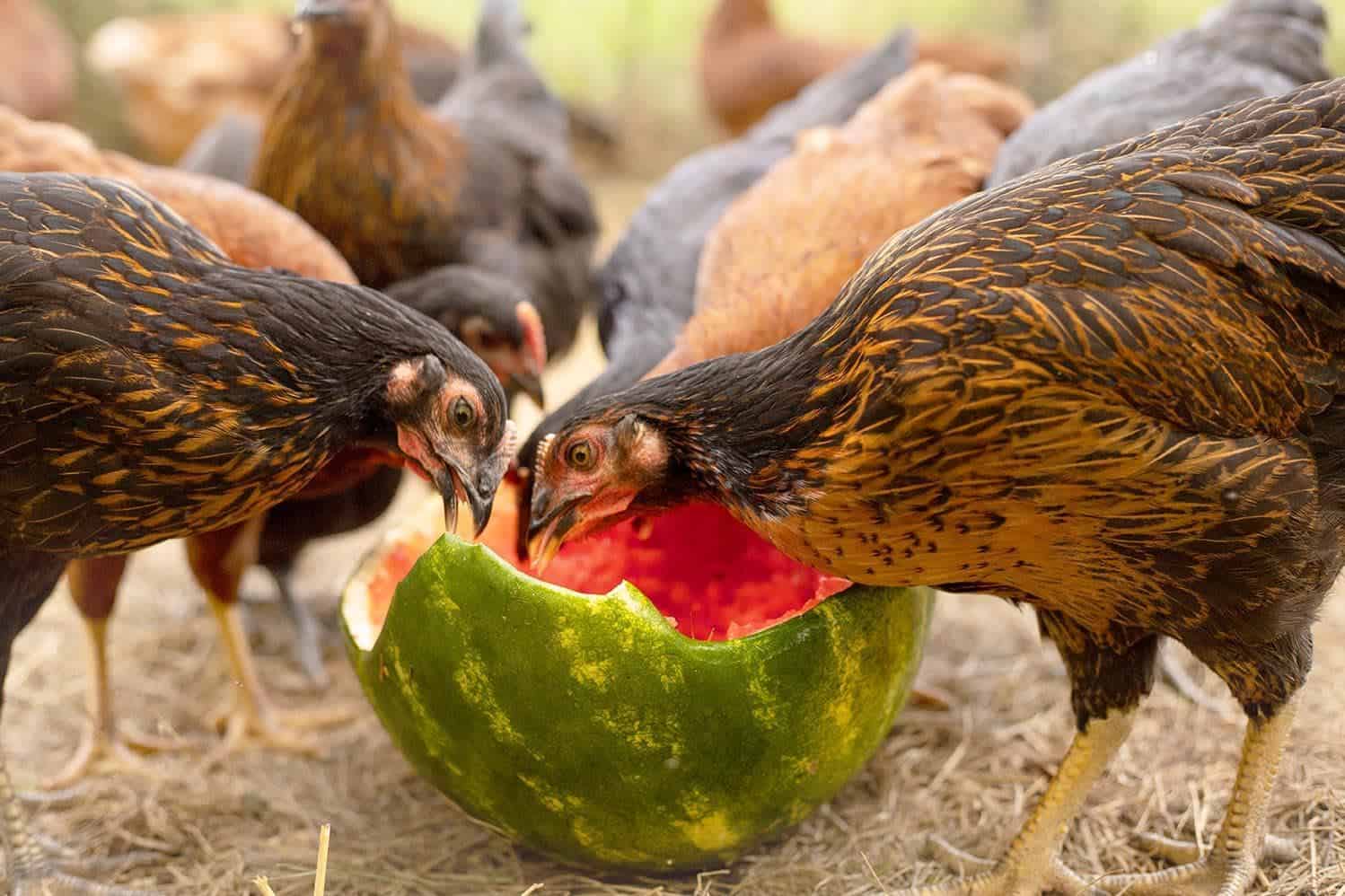 chickens eating watermelon rind
