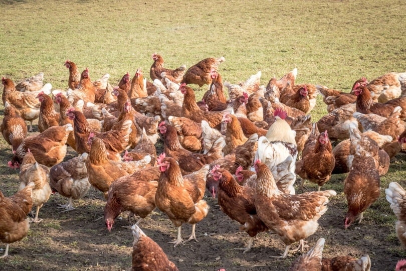 chickens eating_Dietrich Leppert_Shutterstock