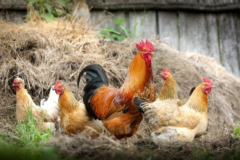 chickens in farm_ piqsels