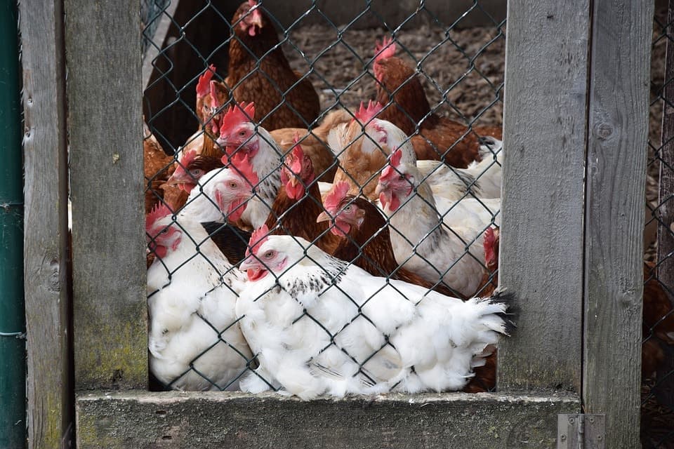chickens inside coop