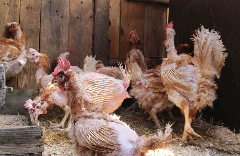 chickens molting at a poultry farm