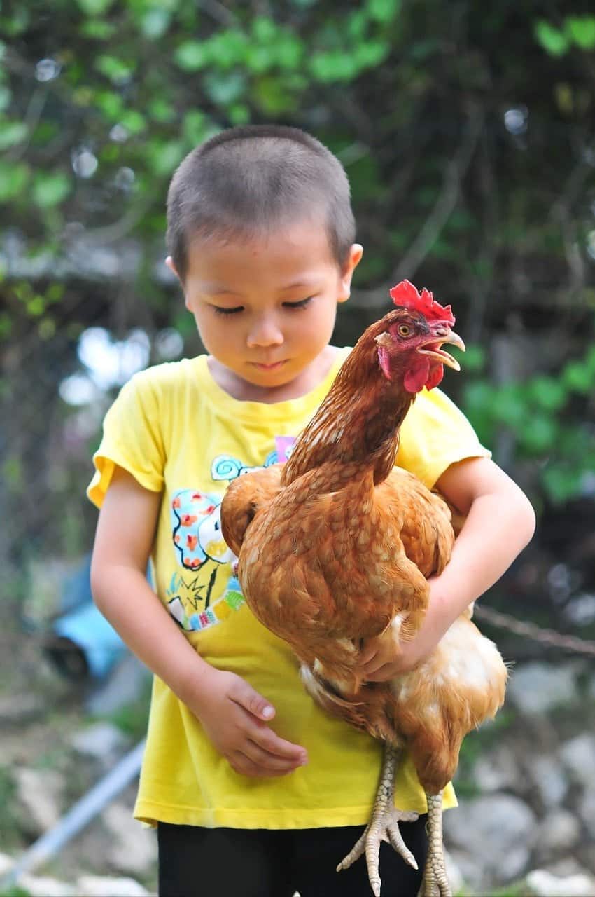 child carrying a chicken