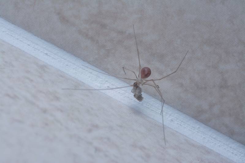 close shot of the long-bodied cellar spider