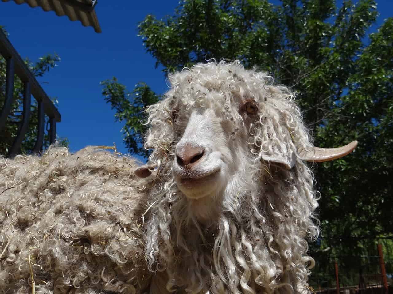 close up angora goat