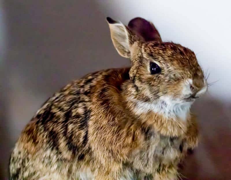 close up cotton tail rabbit