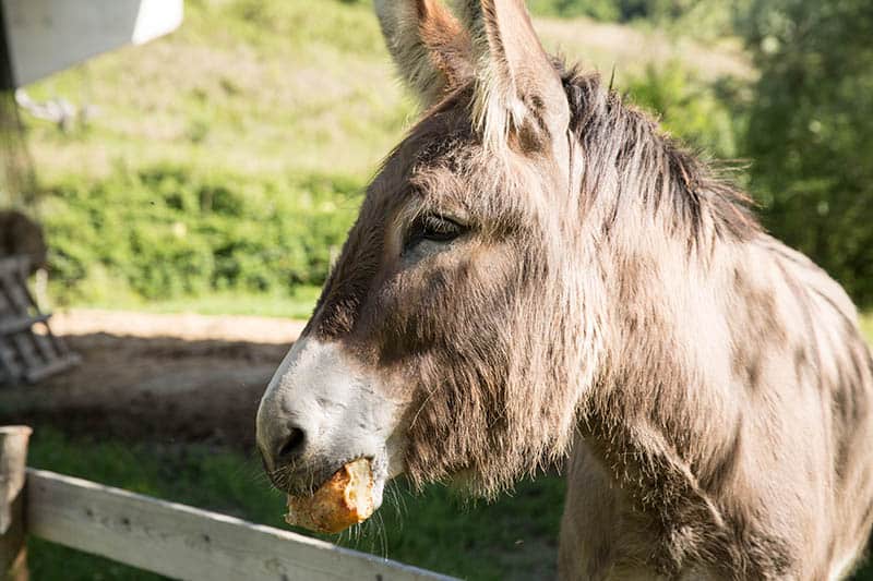 close up donkey eating bread
