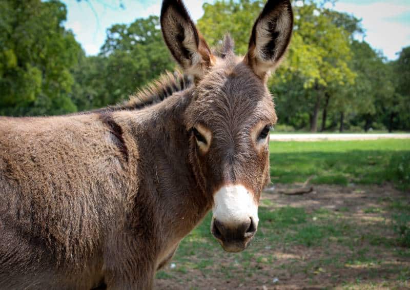 close up donkey standing outdoors
