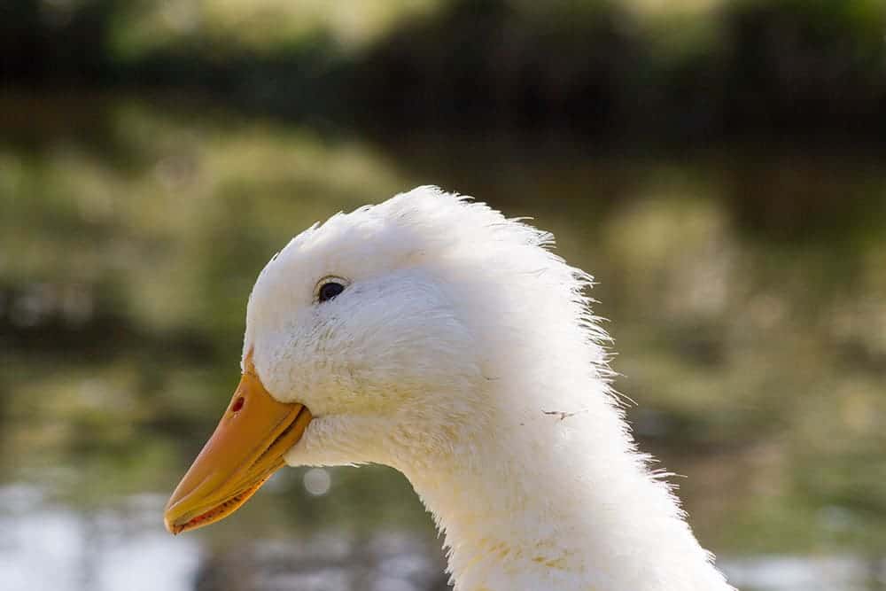 close up German Peking Duck head
