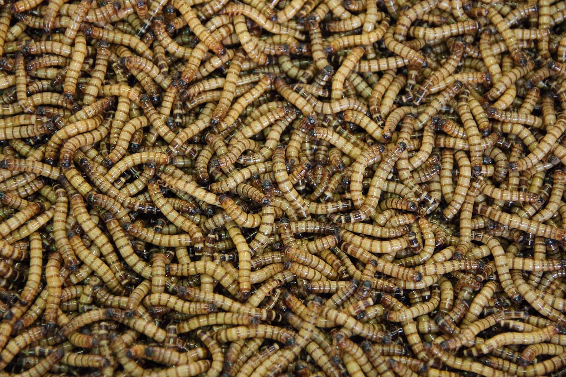 close up mealworms
