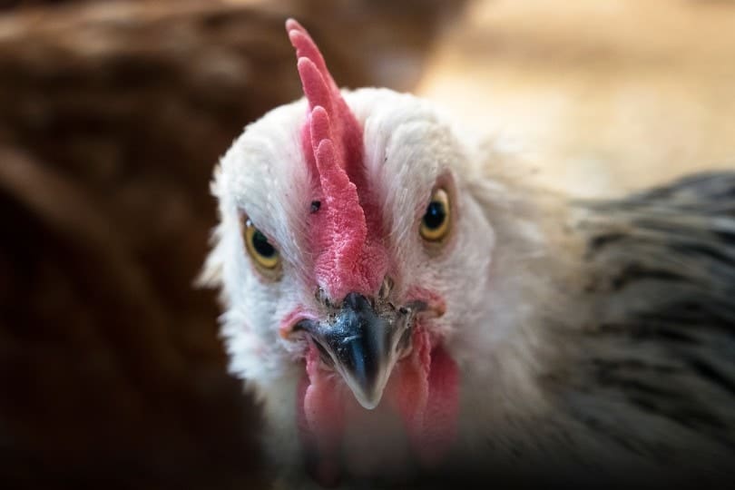 close up of a chicken's face