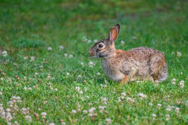 close up of a cottontail rabbit