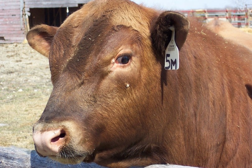 close up of a red angus cow's face