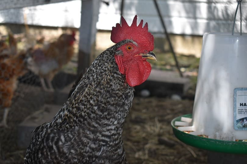 close up of a rooster in a chicken coop