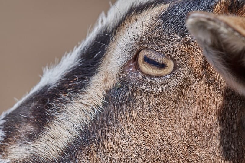 close up of goat's rectangular pupils