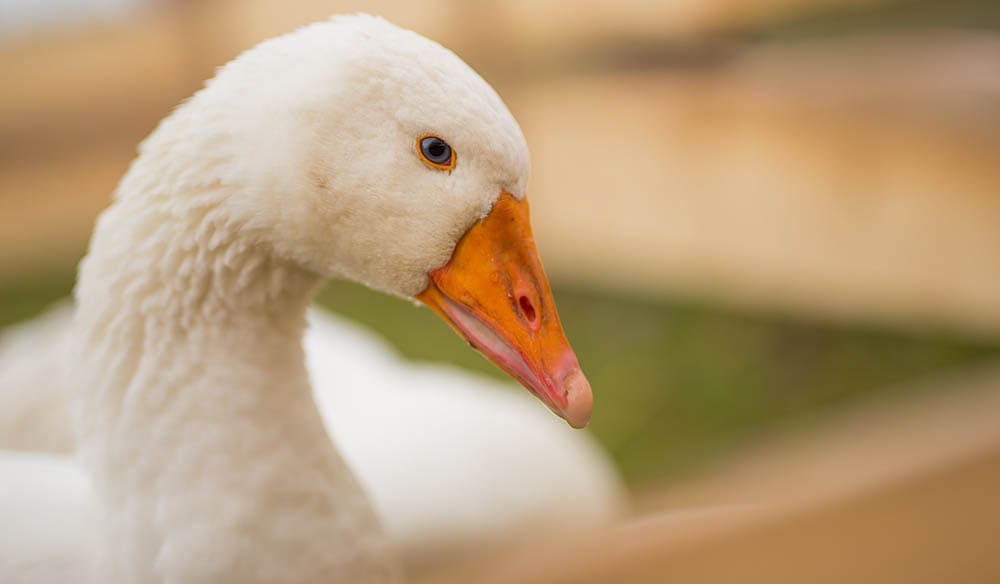 close up roman goose
