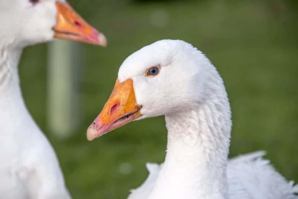 close up white roman goose