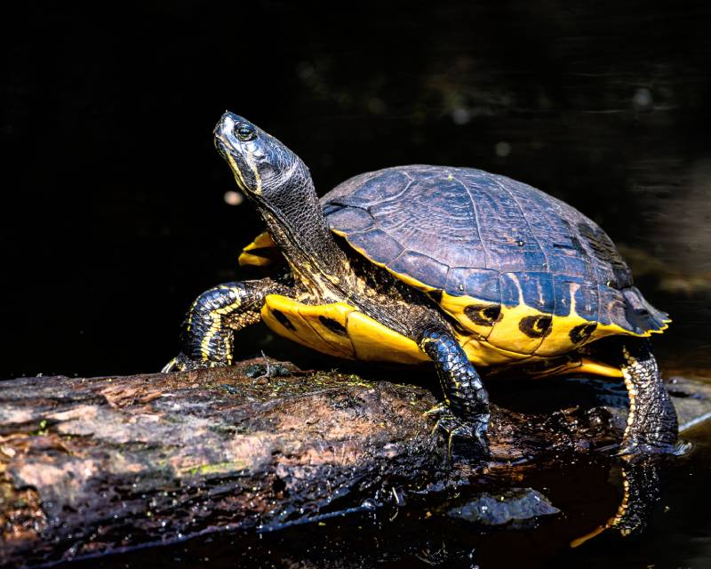 closeup shot of a Cumberland Slider on the tree log in the pond