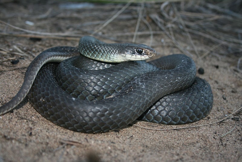 coiled northern american racer snake on the ground