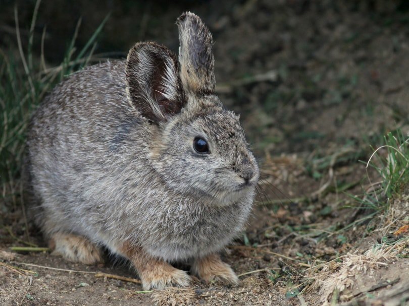 columbian basin pygmy rabbit_Randy Bjorklund_Shutterstock