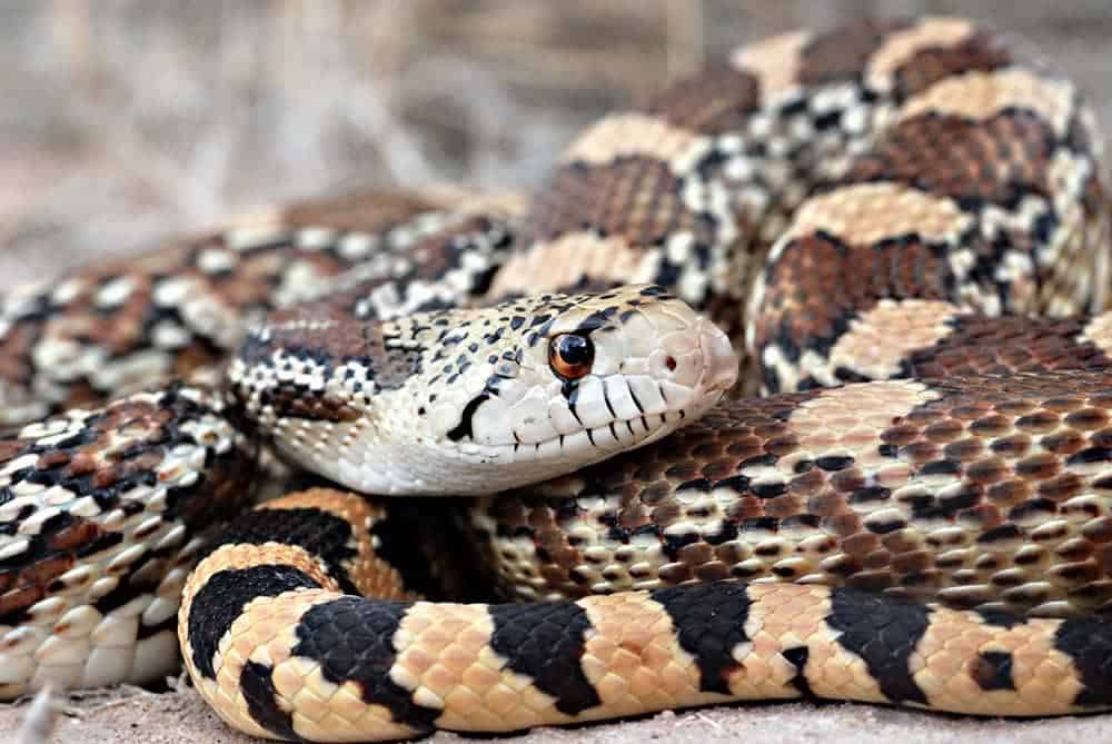 Common gopher snake