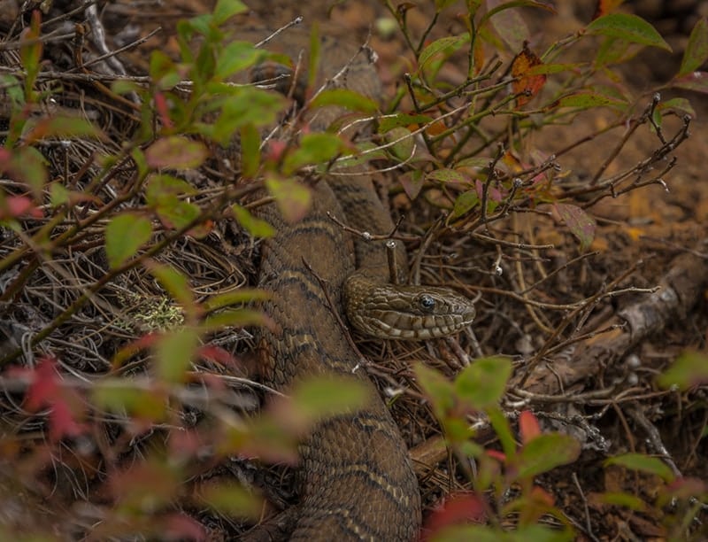 common watersnake in the bush