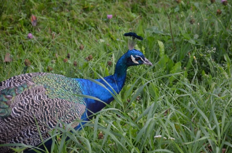congo peacock_Piqsels