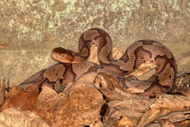 copperhead snake in the forest