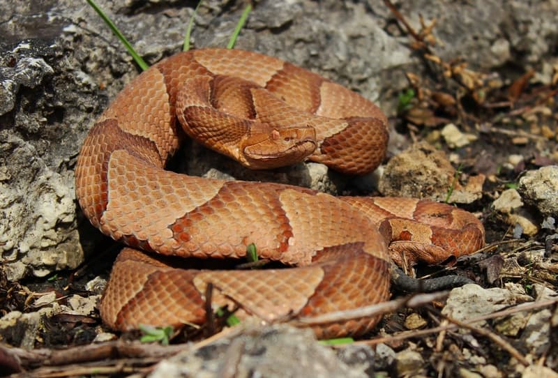 copperhead snake on rocks