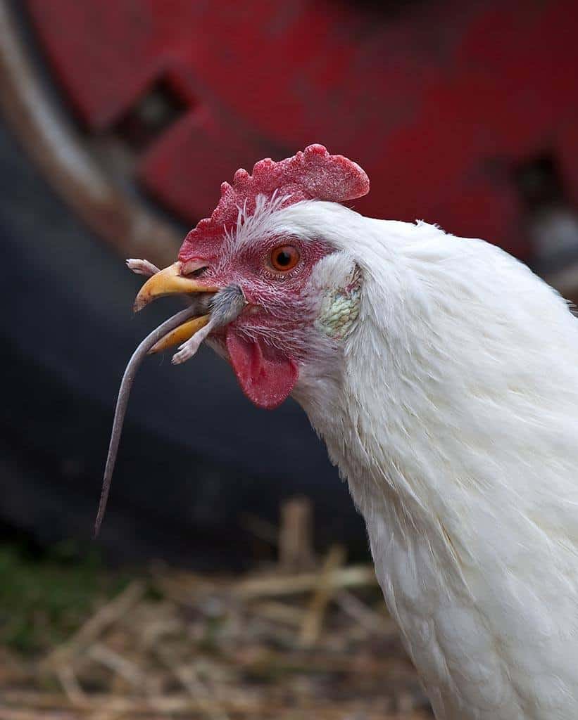 Cornish chicken eating a mouse