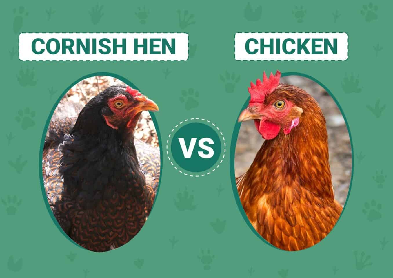 Cornish Hen vs. Chicken