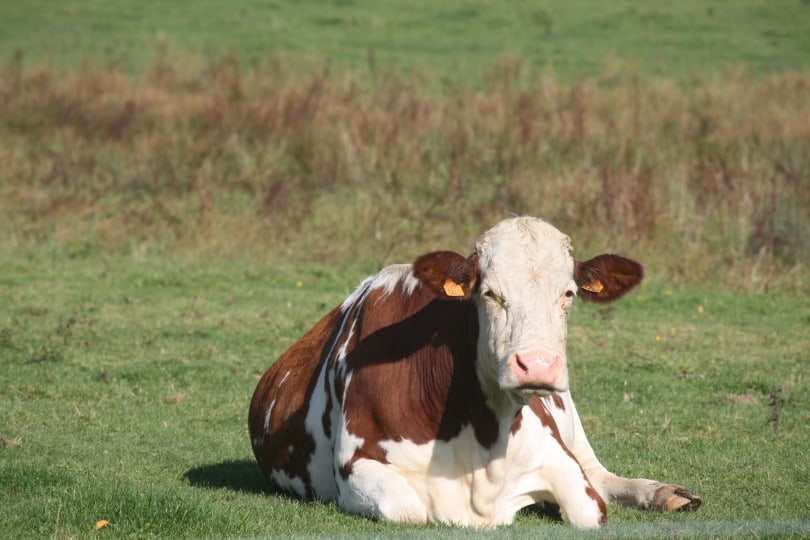 cow lying on the grass