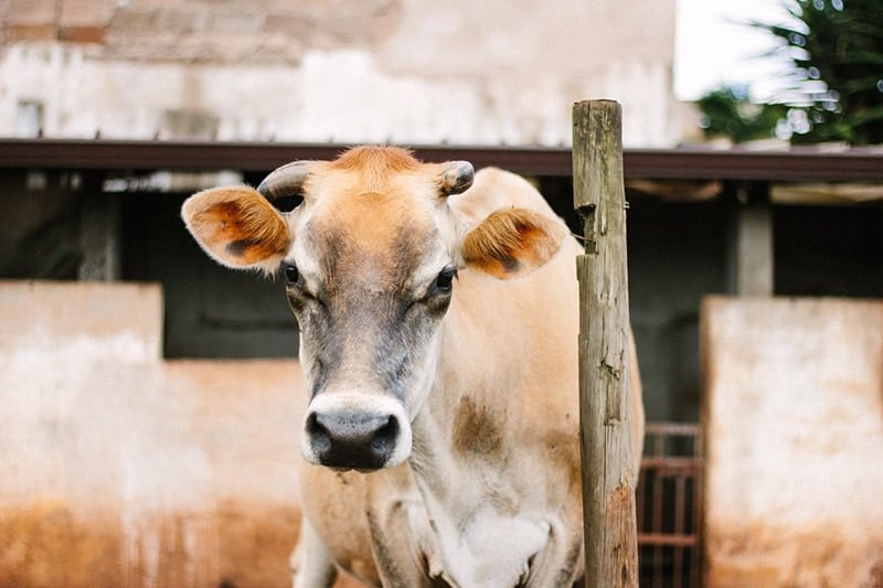 cow standing next to a wooden fence post