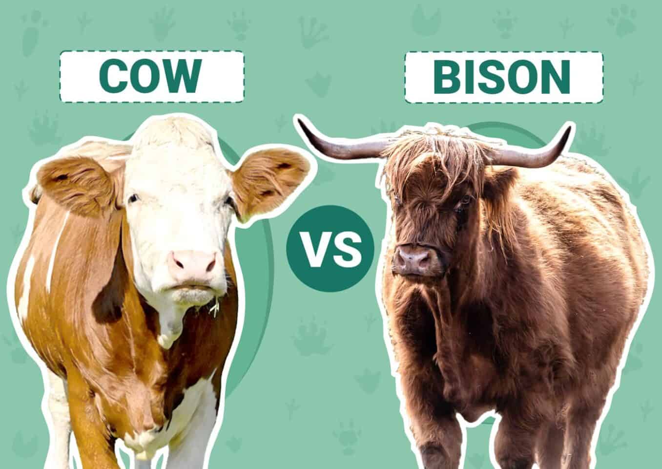 Cow vs. Bison