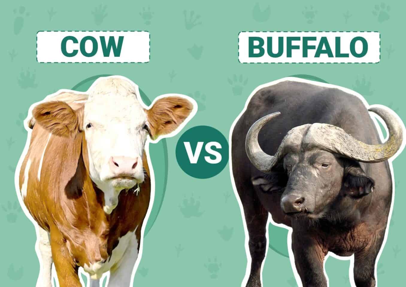 Cows vs Buffalos