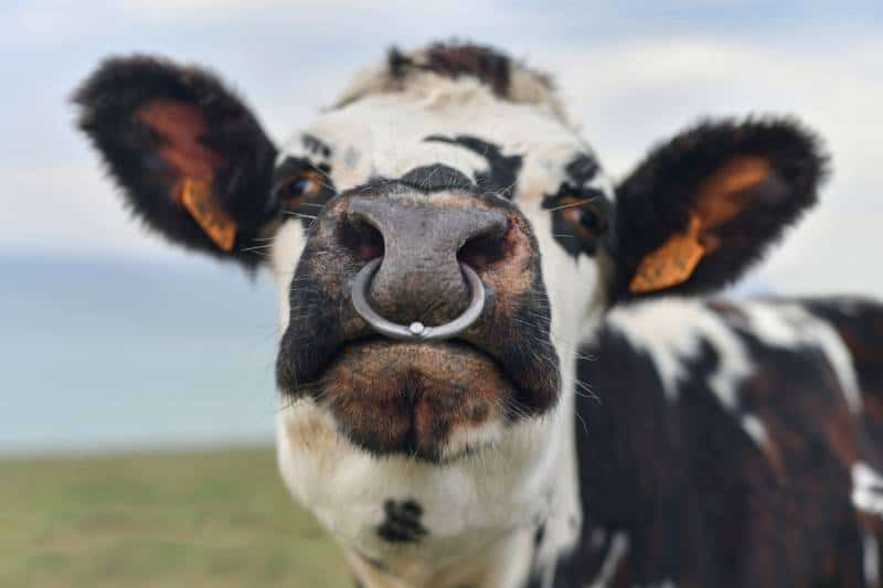 cow with a pierced nose