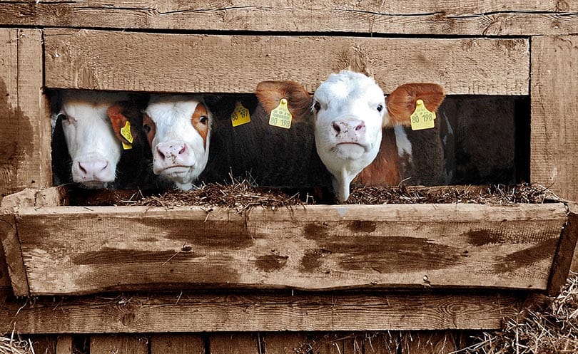 cows in a crate