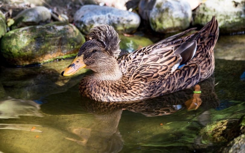 crested duck swimming