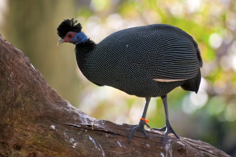 crested guinea fowl standing