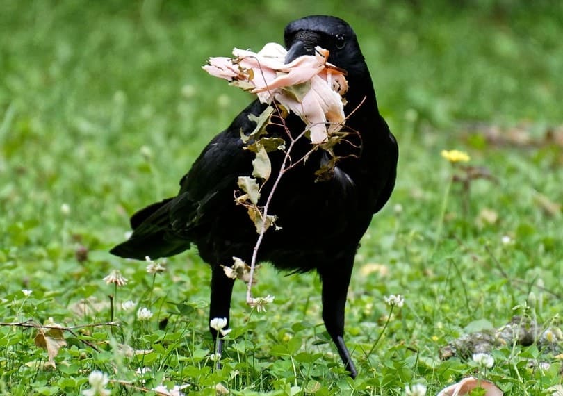 crow eating outdoors