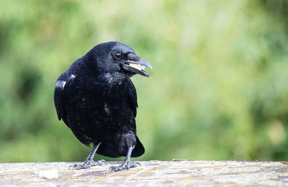 crow eating