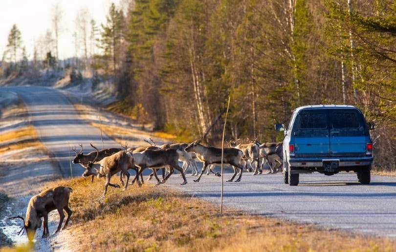 dangerous deer crossing