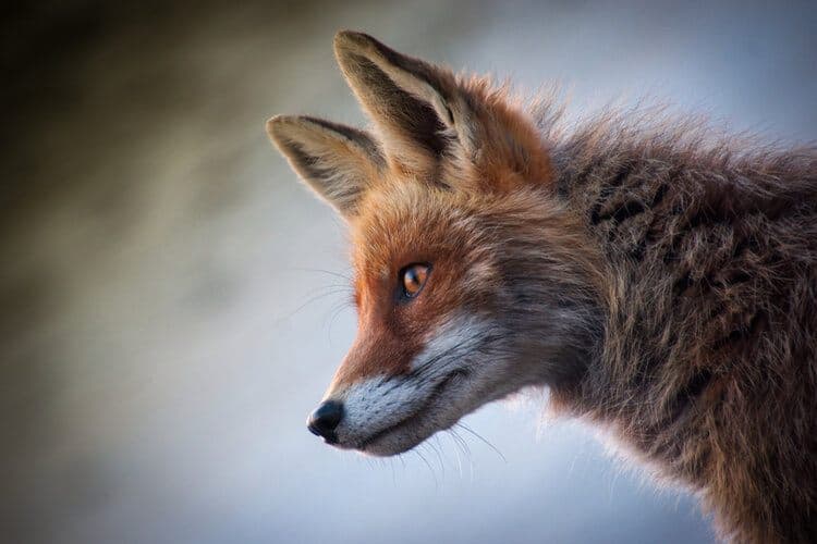 darwin fox