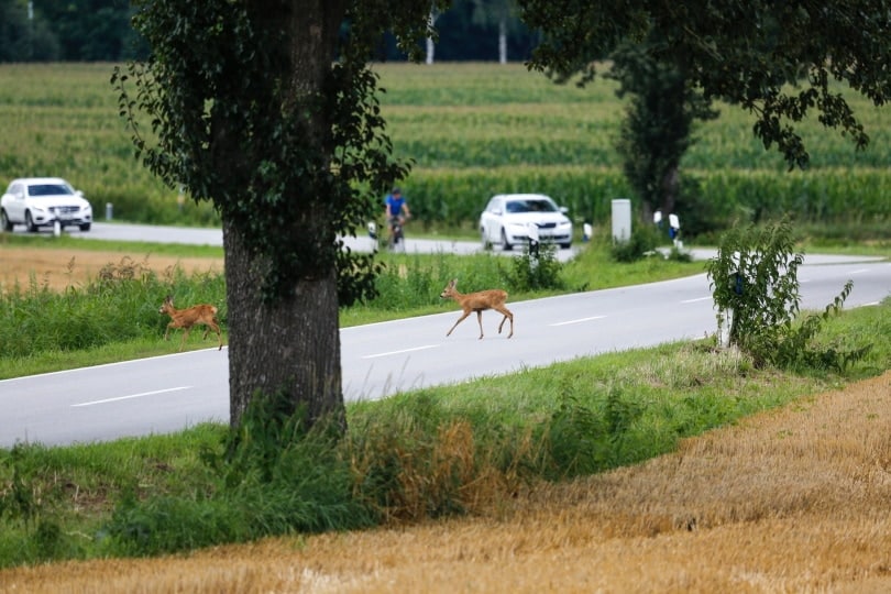 deer crossing in the road