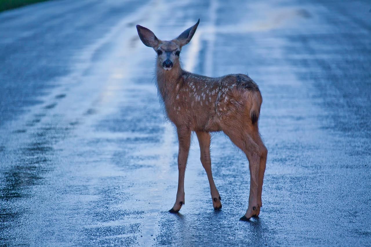 deer crossing the road
